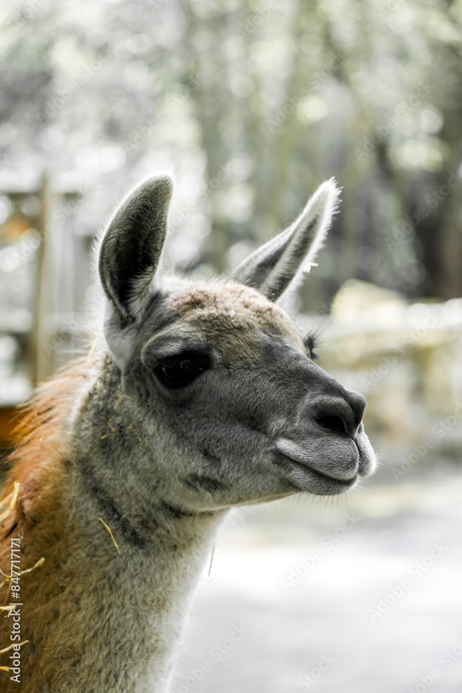 Obraz premium Portrait of a llama. Animal in close-up. 