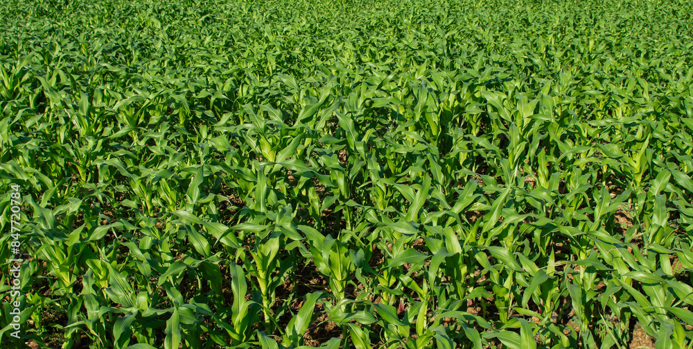 corn field agriculture growth nature sky planting green plants vegetarian food corn field agriculture growth nature sky planting green plants vegetarian food
