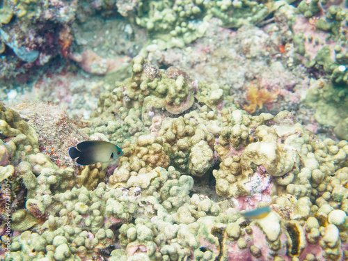美しいサンゴと可愛いナメラヤッコ（キンチャクダイ科）の幼魚他。

日本国静岡県伊豆半島賀茂郡南伊豆町中木から渡し船で渡るヒリゾ浜にて。
2022年10月水中撮影。

Beautiful corals and lovely juvenile Pearlscale angelfish (Centropyge vrolikii) and others.
 photo