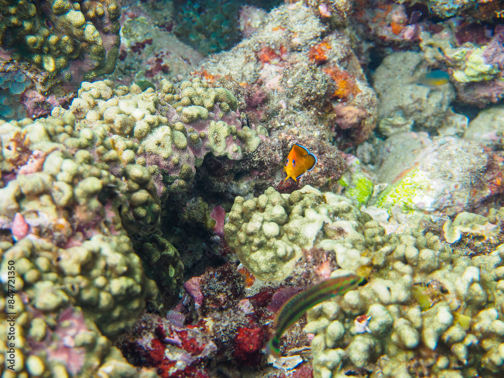 Fototapeta premium 美しいサンゴと可愛いコガネヤッコ（キンチャクダイ科）の幼魚他。日本国静岡県伊豆半島賀茂郡南伊豆町中木から渡し船で渡るヒリゾ浜にて。 2022年10月水中撮影。Beautiful corals and lovely juvenile Lemonpeel Angelfish (Centropyge flavissima) and others. 