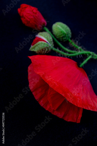 flower arrangement of red poppies on black background, copy space