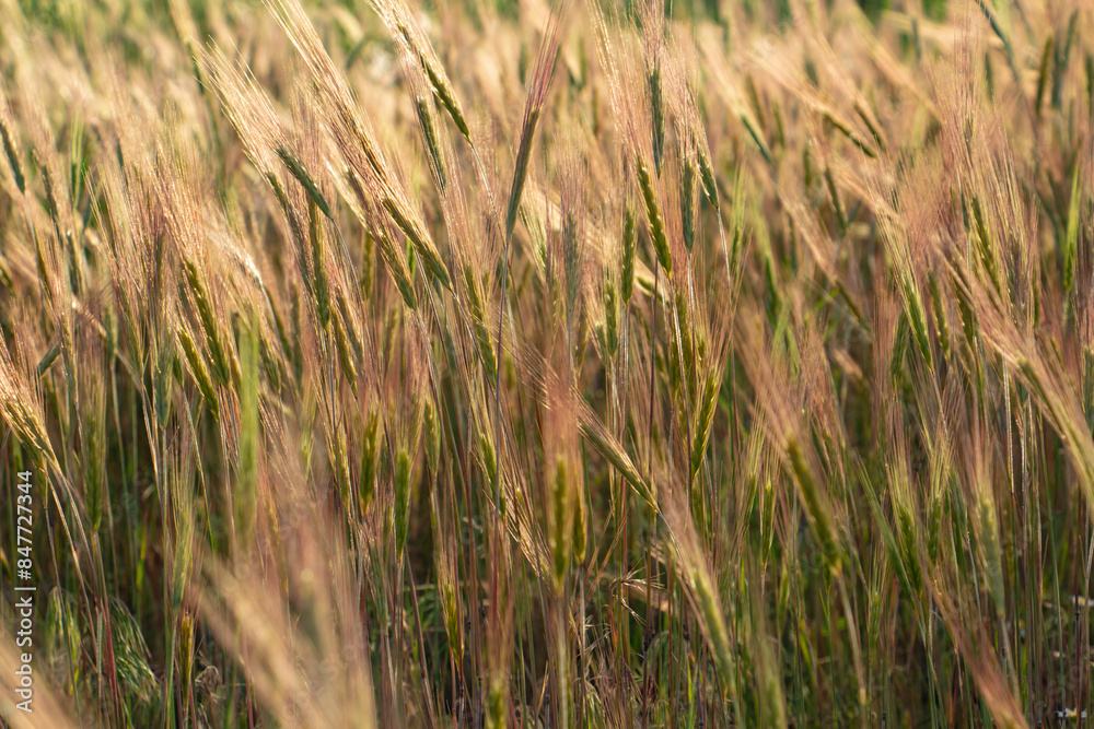 Wheat ears in sunlight, sunset on the field Wheat ears in sunlight, sunset on the field