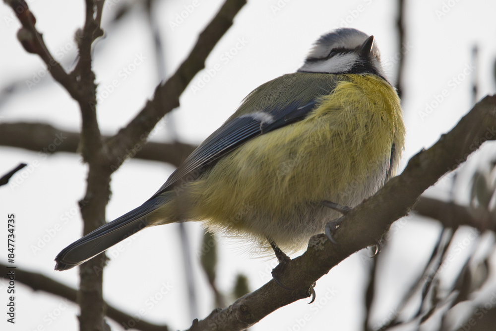Naklejka premium Blaumeise