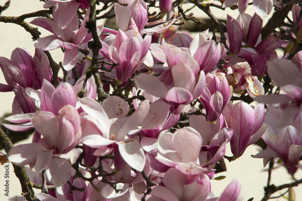 Obraz premium Magnolie