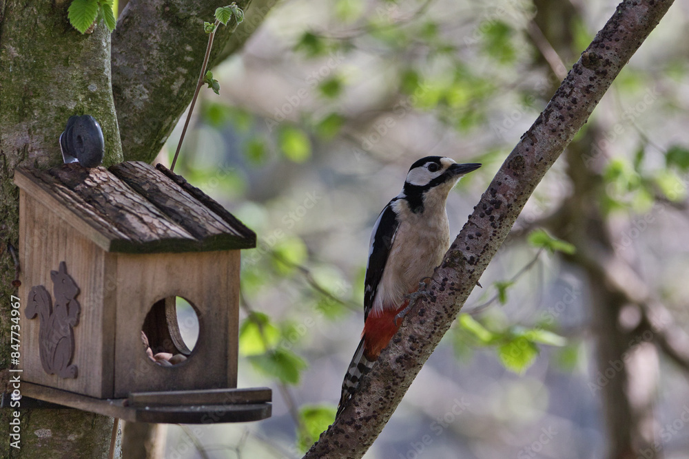 Naklejka premium Buntspecht