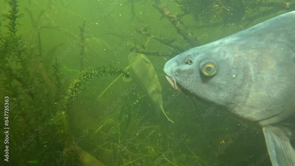 A carp cuts across the camera's field of view while it films another carp, in a very close-up shot along its body, detailing its scales. A carp cuts across the camera's field of view while it films another carp, in a very close-up shot along its body, detailing its scales.