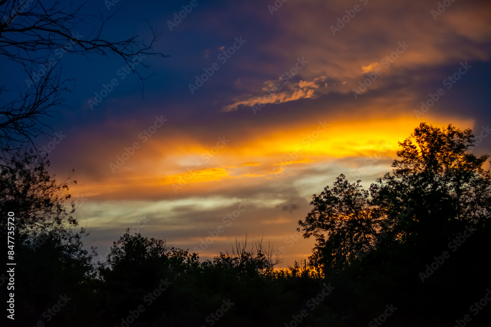 Fototapeta premium Sunset in the woods. High quality photo