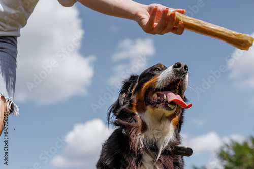 A dog cheerfully chews on a gigantic bone provided by its owner on a clear and sunny day outside photo