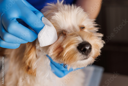 Canvas Print veterinarian doctor treats sore eyes of a dog, medicine for caring for sore eyes