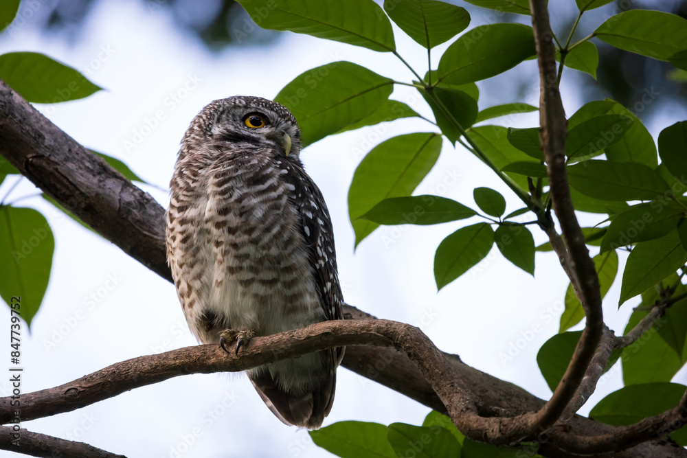 Spotted Owlet, Athene brama perching on a tree branch in forest park, Owl with yellow big eyes, white eyebrows and neck-band Spotted Owlet, Athene brama perching on a tree branch in forest park, Owl with yellow big eyes, white eyebrows and neck-band