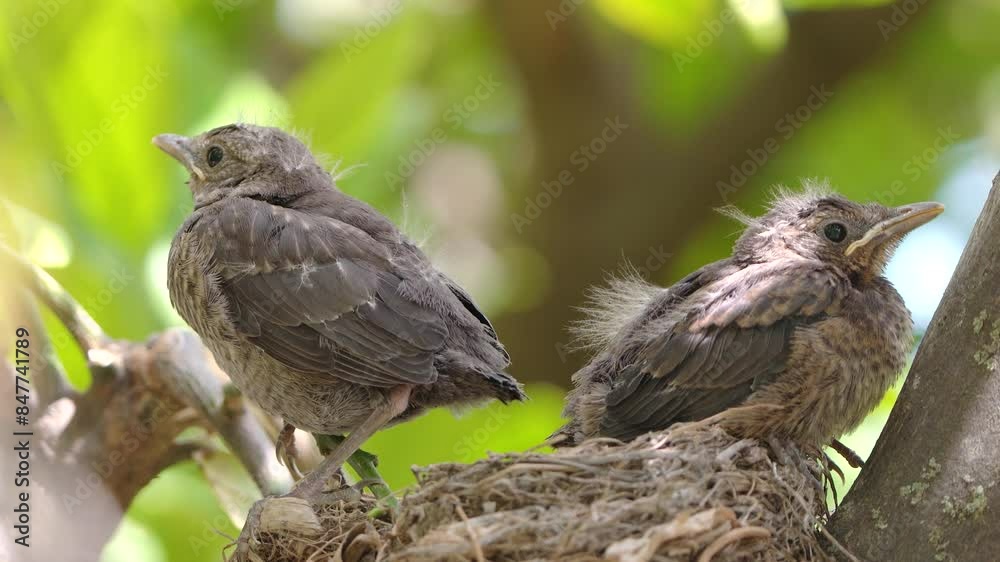 Two True thrush bird in nest feed babies chicks. Trhushes are medium-sized mostly insectivorous or omnivorous birds in the genus Turdus of the wider thrush family, Turdidae. Two True thrush bird in nest feed babies chicks. Trhushes are medium-sized mostly insectivorous or omnivorous birds in the genus Turdus of the wider thrush family, Turdidae.