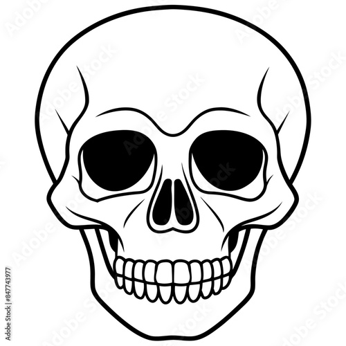 simple image of a human skull © Valerii