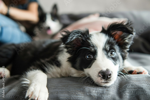Black and white Border Collie puppy lying on a couch, looking curious with its owner in the background. © Jane_S
