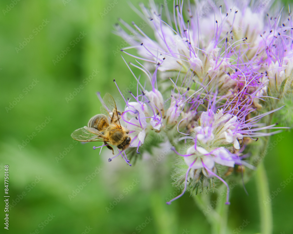 Honeybee on lilac flower collecting nectar and pollen Honeybee on lilac flower collecting nectar and pollen