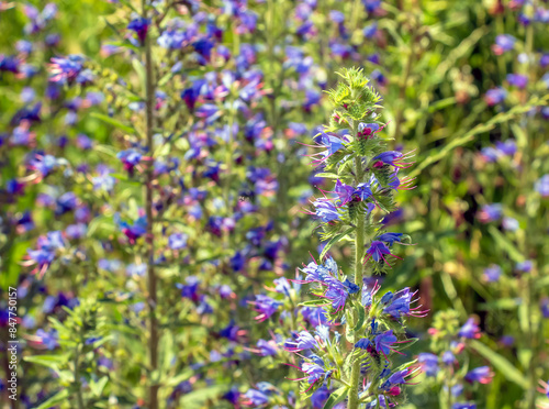 Echium vulgare flower close up. Purple violet viper's bugloss or Paterson's curse, in the Boraginaceae family photo