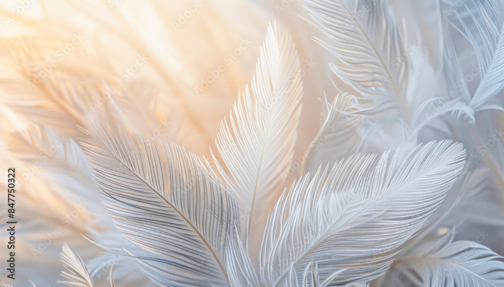 An upclose photograph featuring a variety of white feathers set against a white background An upclose photograph featuring a variety of white feathers set against a white background