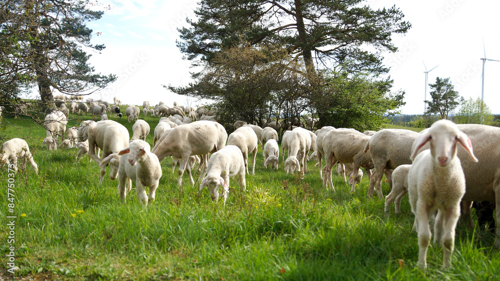 Fototapeta premium Schafherde, Osterlamm, kleines Lamm auf grüner Wiese, Görauer Anger