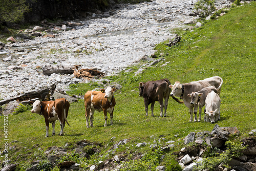 Cows on an alpine pasture
