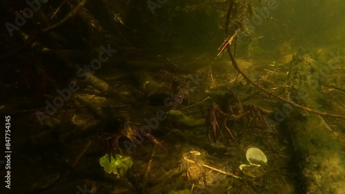 Slow motion of three Louisiana crayfish resting on the bottom, in the shade of a water lily in a lake. Check my gallery for other crayfish footages. photo