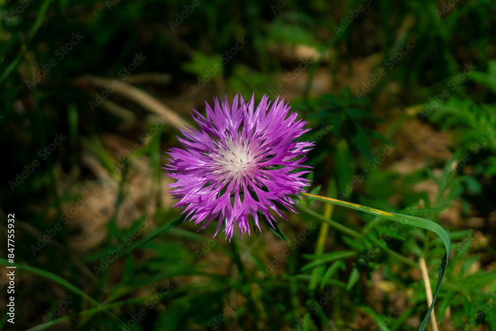 Bright purple flower on dark grass in the background. Psephellus dealbatus, Centaurea diluta, Amberboa Bright purple flower on dark grass in the background. Psephellus dealbatus, Centaurea diluta, Amberboa