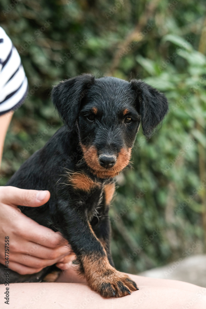 A small jagdterrier puppy in the arms of a pet owner.