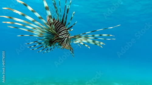 Lion Fish in the Red Sea in clear blue water hunting for food .