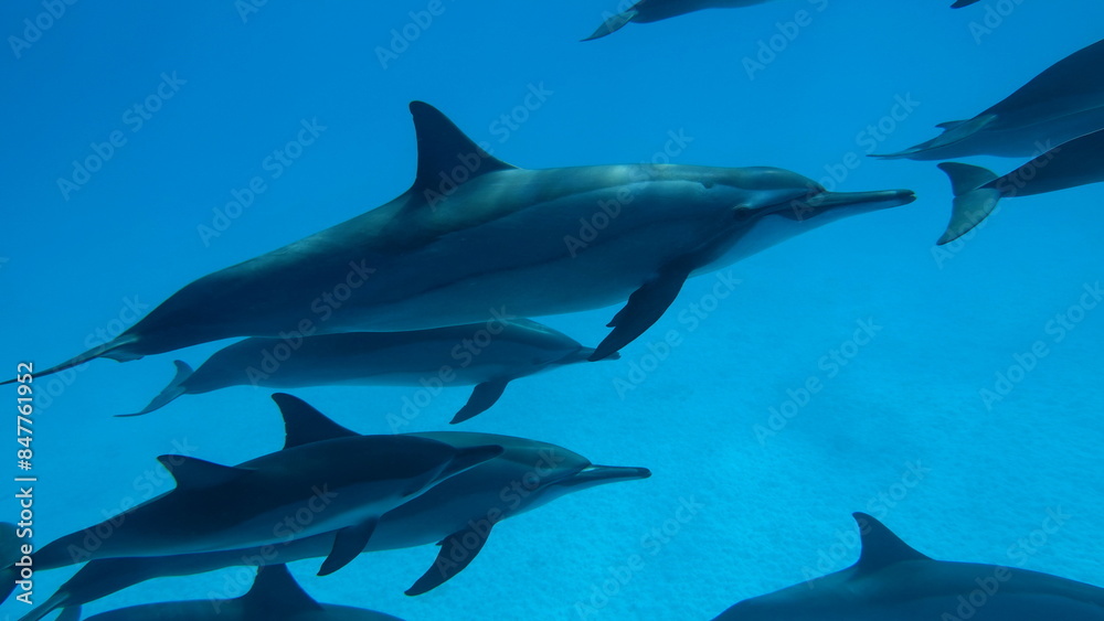 Dolphins. Spinner dolphin. Stenella longirostris is a small dolphin that lives in tropical coastal waters around the world.
Dolphins. Spinner dolphin. Stenella longirostris is a small dolphin that lives in tropical coastal waters around the world.