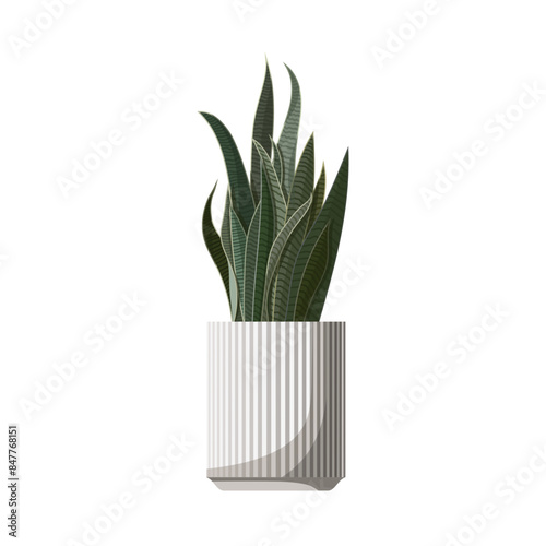 Sansevieria in a ceramic flower pot. Isolated snake plant on white background. Mother-in-law's tongue. Popular indoor plant. Green natural decor for home and interior. Stock vector illustration.