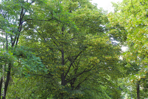 green leaves of a tree