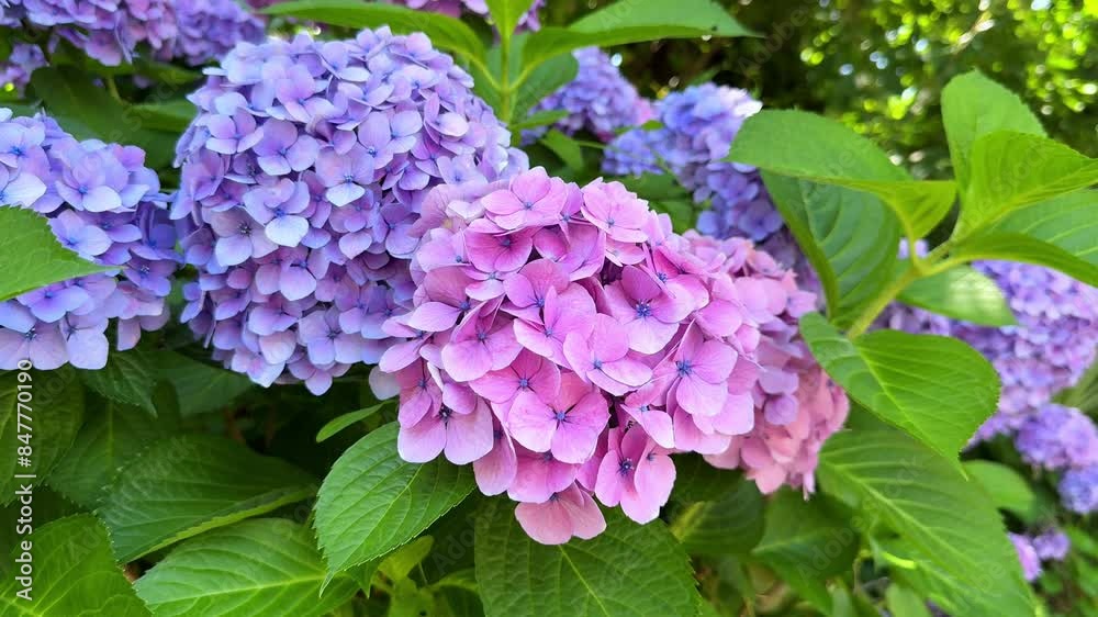 Vibrant pink and purple hydrangeas in full bloom amidst lush green leaves Vibrant pink and purple hydrangeas in full bloom amidst lush green leaves