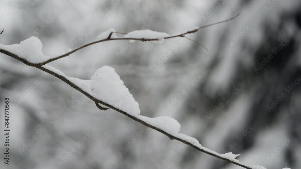 Snowy icy tree branches, winter, close up, slow slider shot Snowy icy tree branches, winter, close up, slow slider shot