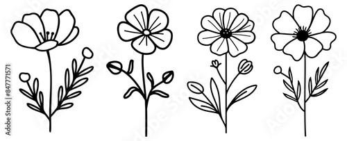 a Cosmos outline vector, monoline, summer flower Element, lsolated on white background