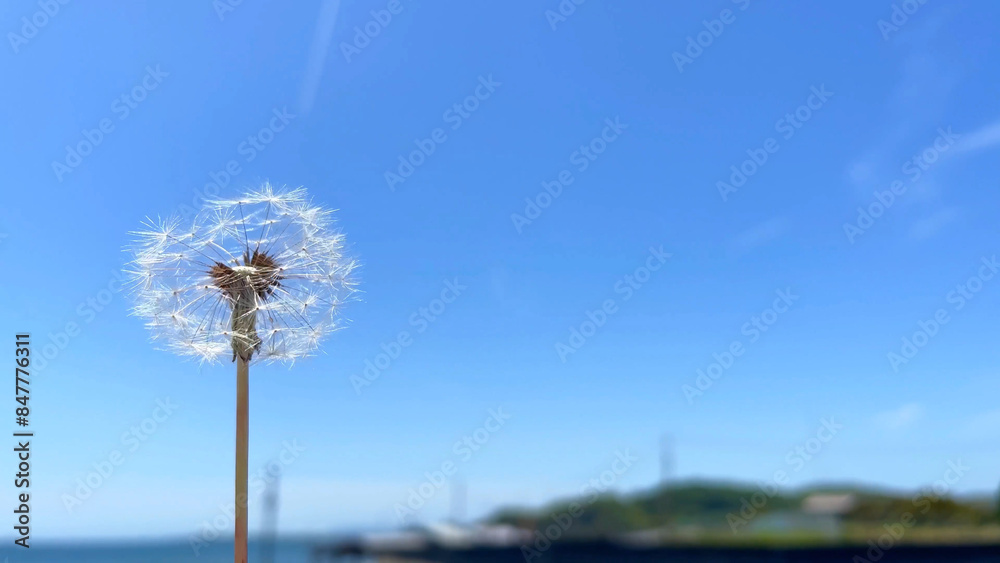Fototapeta premium 晴れた日の爽やかな青空に舞うタンポポの種子