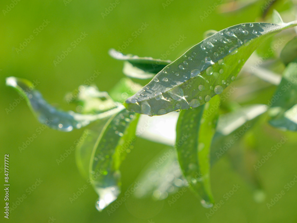 LENS FLARE, CLOSE UP: Spring raindrops glittering on green olive tree leaves LENS FLARE, CLOSE UP: Spring raindrops glittering on green olive tree leaves