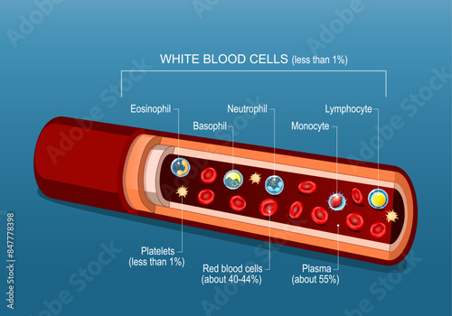 Blood components. Red and white blood cells, plasma, platelets.