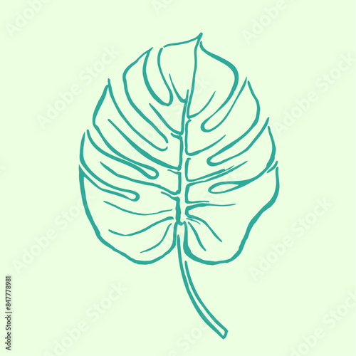  Monstera ,green leaves , hand  drawn illustration of plants, greenery , tropical exotic leaf for Hawaii style wallpaper, floral elements, botanical 