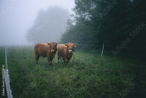 Highland Rinder im Nebel