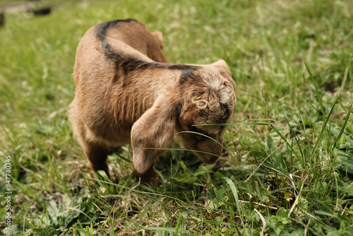 zicklein auf der weide