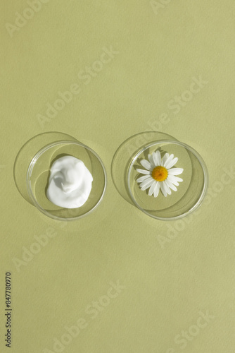 The texture of white cream and chamomile flower in petri dishes on a green background. The concept of laboratory research of natural cosmetics. Smear of skincare cosmetics product.