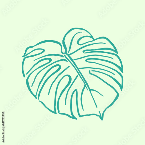  Monstera ,green leaves , hand  drawn illustration of plants, greenery , tropical exotic leaf for Hawaii style wallpaper, floral elements, botanical 
