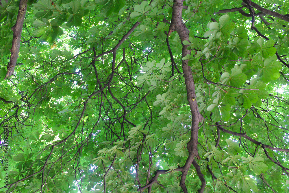 chestnut tree branches with green fresh leaves chestnut tree branches with green fresh leaves