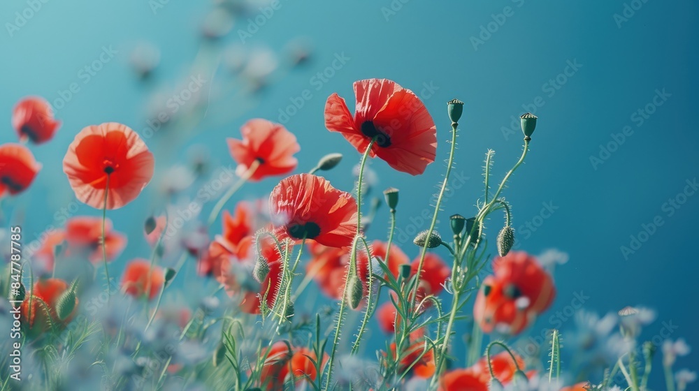 Obraz premium Poppy flowers in full bloom during spring against a blue backdrop