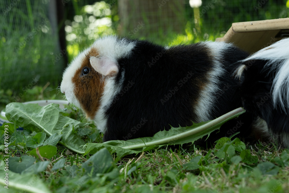 Obraz premium Meerschweinchen tier natur