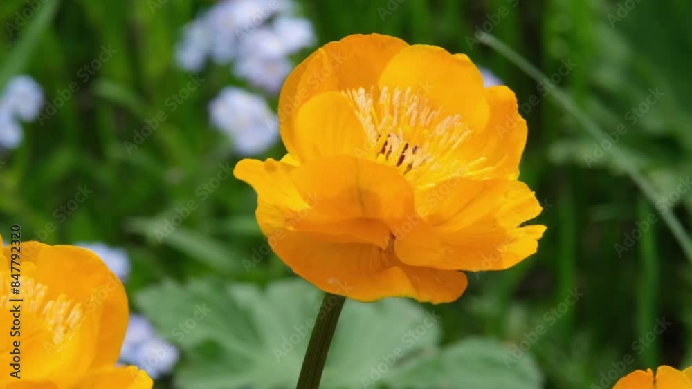 Beautiful orange flower of Asian double buttercup, flower or Trollius asiaticus or troll flower in spring meadow close up Beautiful orange flower of Asian double buttercup, flower or Trollius asiaticus or troll flower in spring meadow close up