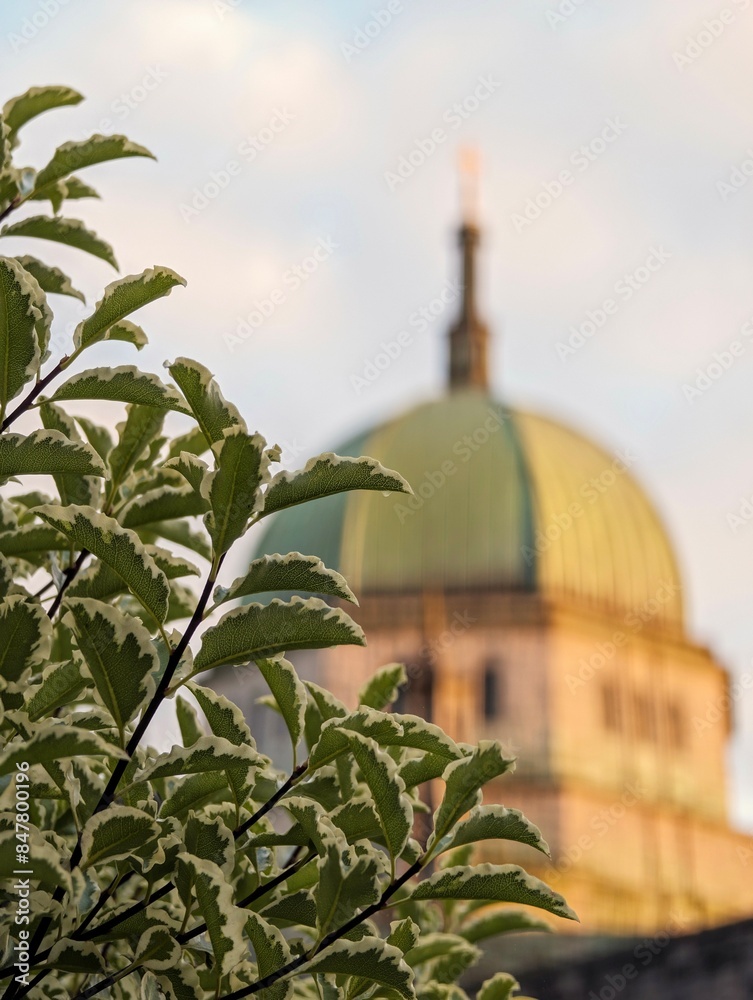 Green leaves and foliage with Galway cathedral in background, Ireland, focus on foreground, template, copy space area