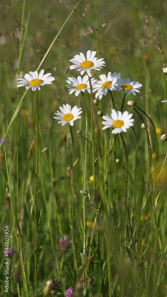 Vertical video of Flowering meadow with daisy flowers blooming in summer nature