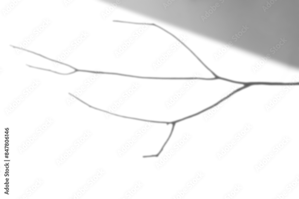 Shadow of dried branch design element Shadow of dried branch design element