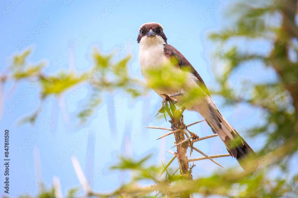 Obraz premium Mackinnon's shrike