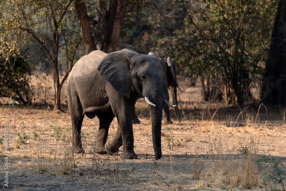 View of the African elephants in the forest View of the African elephants in the forest