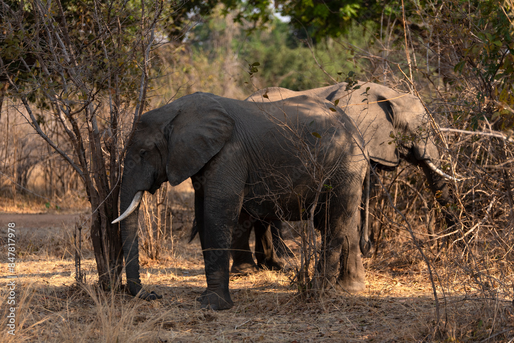 View of the African elephants in the forest View of the African elephants in the forest